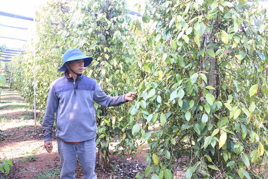 Theo ông Huỳnh Mau (thôn 3, xã Nam Yang, huyện Đak Đoa), sản xuất hồ tiêu theo hướng hữu cơ cho năng suất ổn định và bán giá cao hơn hồ tiêu thường 20-22 ngàn đồng/kg. Ảnh: Nguyễn Quang Theo ông Huỳnh Mau (thôn 3, xã Nam Yang, huyện Đak Đoa), sản xuất hồ tiêu theo hướng hữu cơ cho năng suất ổn định và bán giá cao hơn hồ tiêu thường 20-22 ngàn đồng/kg. Ảnh: Nguyễn Quang