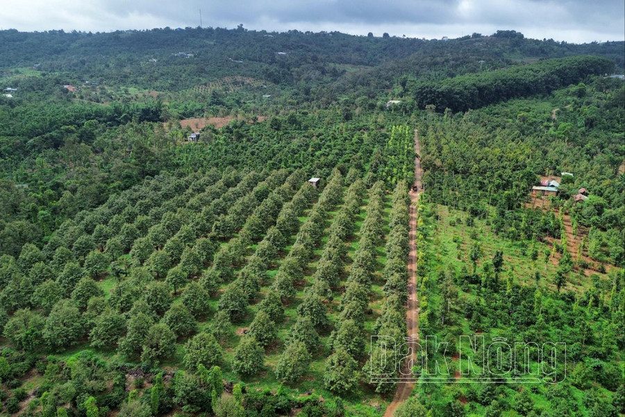 Vườn kiểu mẫu của ông Đinh Quốc Cử, ở xã Đắk Ru, huyện Đắk R&apos;lấp (Đắk Nông) được đầu tư bài bản