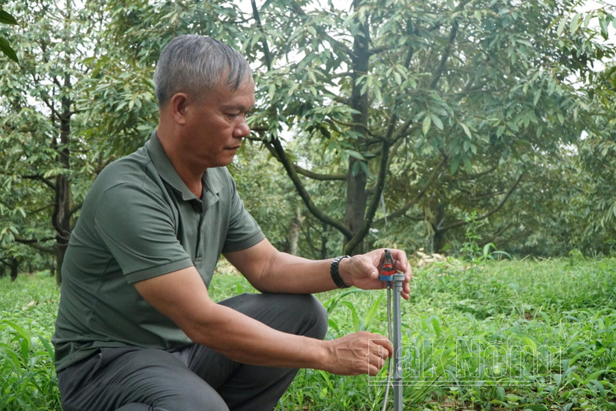 Vườn sầu riêng của ông Đinh Quốc Cử, ở xã Đắk Ru, huyện Đắk R&apos;lấp được đầu tư bài bản, mang lại thu nhập cao.