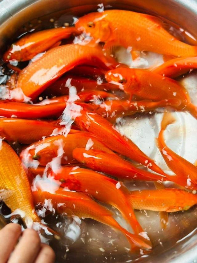 Cá chép Tam Dương vẫn được nhiều thương lái săn đón do màu sắc đẹp. Ảnh: Đ.Đ Cá chép Tam Dương vẫn được nhiều thương lái săn đón do màu sắc đẹp. Ảnh: Đ.Đ