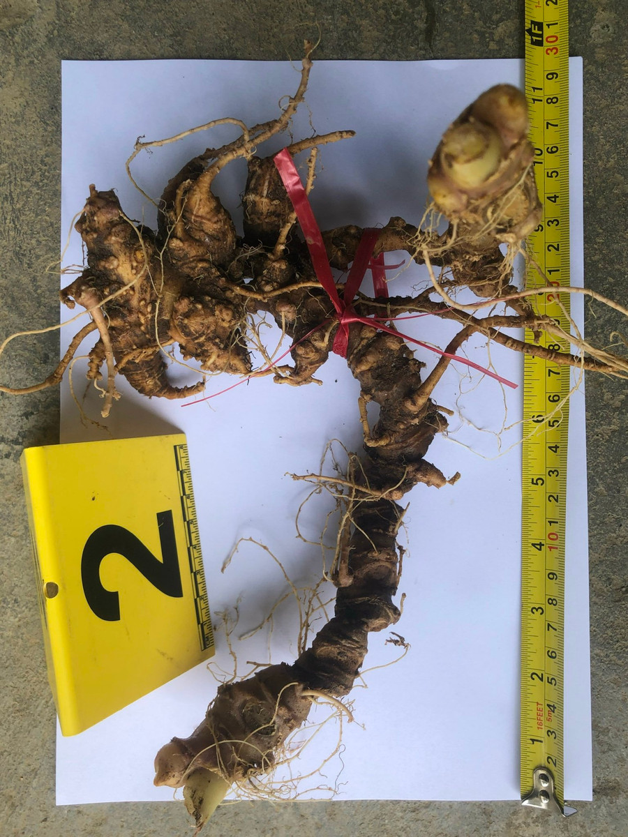 Hai củ sâm Ngọc Linh được lực lượng chức năng thu giữ. Ảnh: VP