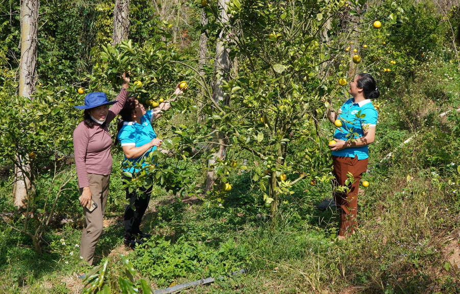 Tham quan vườn cây ăn trái của chị Đinh Thị Thúy Mai. Ảnh: V.T Tham quan vườn cây ăn trái của chị Đinh Thị Thúy Mai. Ảnh: V.T