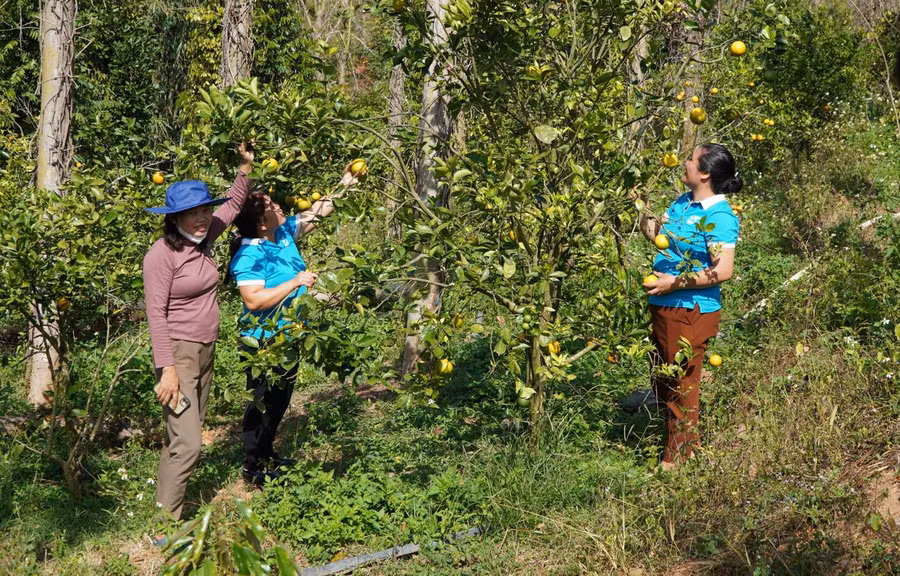 Tham quan vườn cây ăn trái của chị Đinh Thị Thúy Mai. Ảnh: V.T