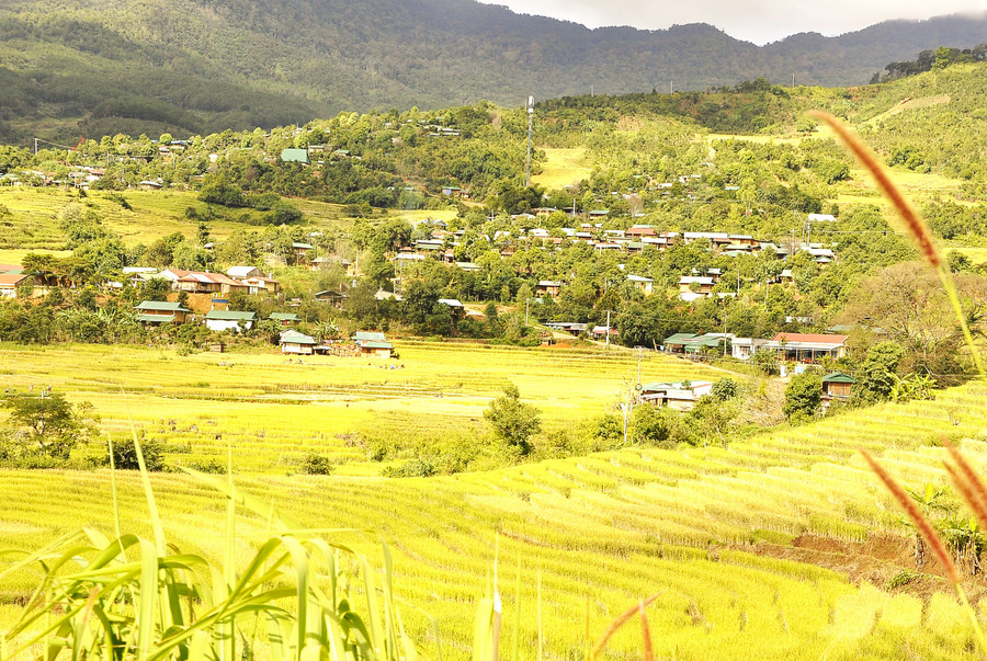 Những thửa ruộng lúa bậc thang bạt ngàn đang chín vàng rực nằm sát bên ngôi làng người Xơ Đăng tạo thành khung cảnh đẹp mê hồn. Những thửa ruộng lúa bậc thang bạt ngàn đang chín vàng rực nằm sát bên ngôi làng người Xơ Đăng tạo thành khung cảnh đẹp mê hồn.
