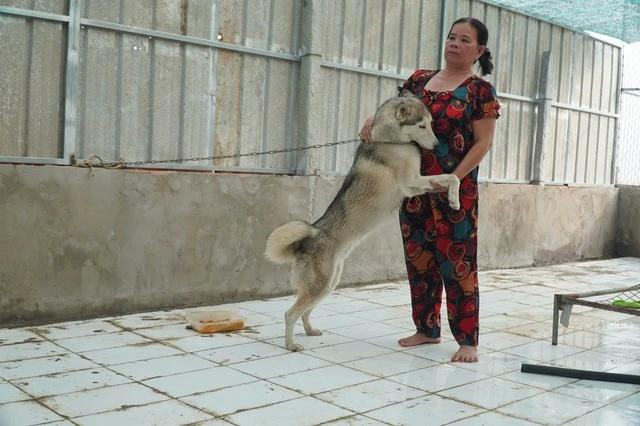 Những con chó bị ghẻ lở, bệnh tật, sau thời gian được gia đình bà Thủy chăm sóc đã lành lặn, khỏe mạnh trở lại. Ảnh: DUY TÂN