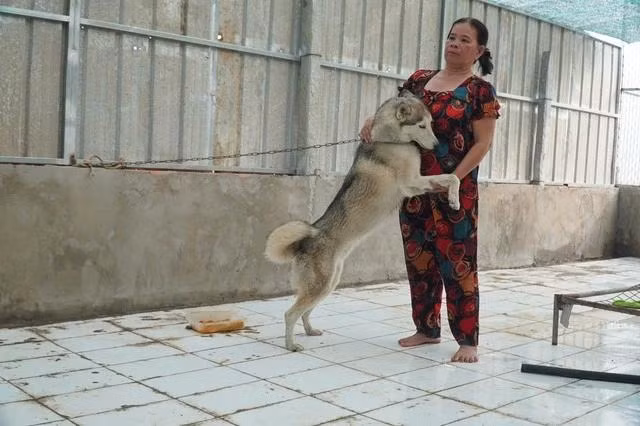 Những con chó bị ghẻ lở, bệnh tật, sau thời gian được gia đình bà Thủy chăm sóc đã lành lặn, khỏe mạnh trở lại. Ảnh: DUY TÂN