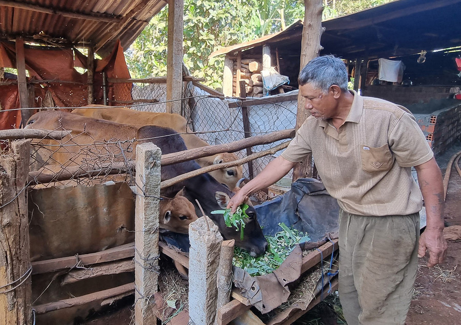 Nhờ được hỗ trợ vay vốn, gia đình ông Puih Bop (làng Breng 1, xã Ia Dêr, huyện Ia Grai) có điều kiện phát triển kinh tế. Ảnh: H.P