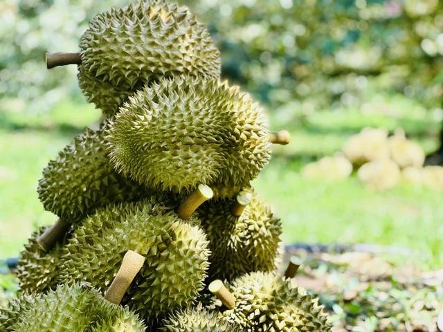 Việt Nam và Trung Quốc chính thức ký nghị định thư về mặt hàng sầu riêng đông lạnh. Ảnh CHÍ NHÂN