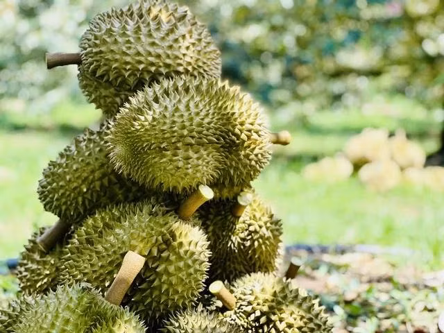 Việt Nam và Trung Quốc chính thức ký nghị định thư về mặt hàng sầu riêng đông lạnh. Ảnh CHÍ NHÂN