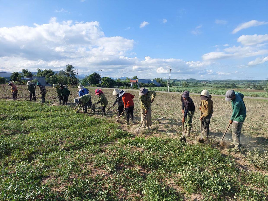 Đồng bào dân tộc thiểu số xã An Trung cùng hỗ trợ nhau chăm sóc cây mì vụ mùa 2023. Ảnh: Nguyễn Diệp Đồng bào dân tộc thiểu số xã An Trung cùng hỗ trợ nhau chăm sóc cây mì vụ mùa 2023. Ảnh: Nguyễn Diệp