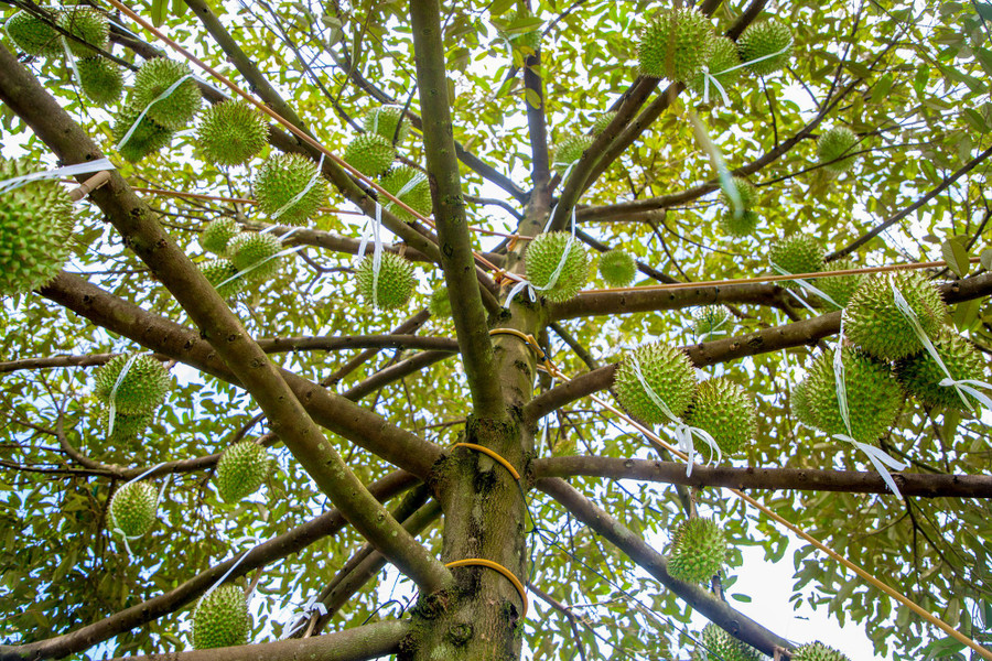 Dọc đường đến chỗ cắm trại, bạn sẽ gặp các vườn trái cây trù phú. Ảnh: Thanh Tuấn