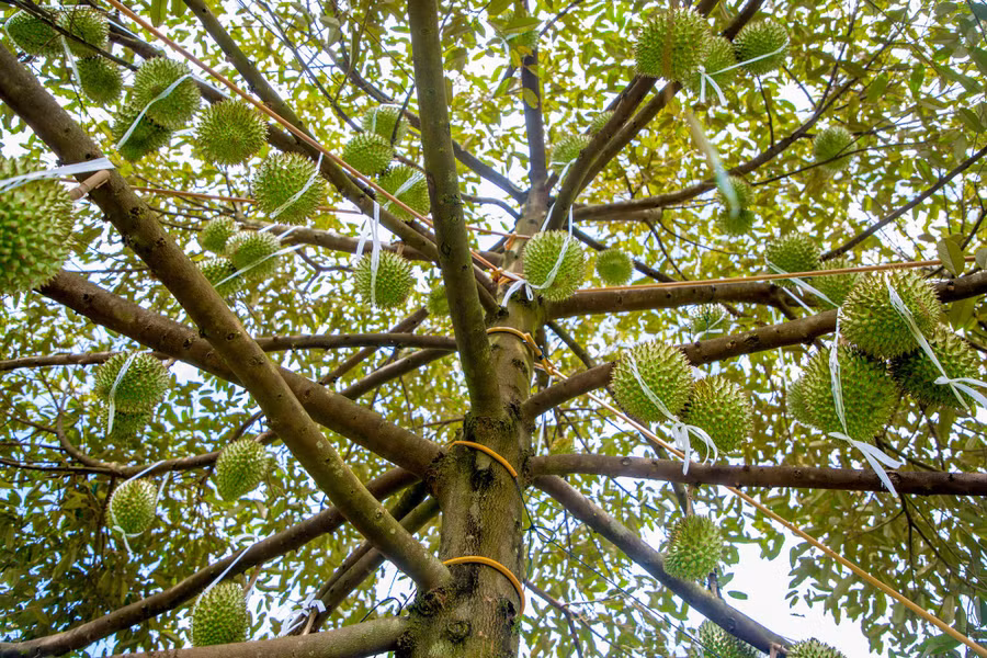 Dọc đường đến chỗ cắm trại, bạn sẽ gặp các vườn trái cây trù phú. Ảnh: Thanh Tuấn