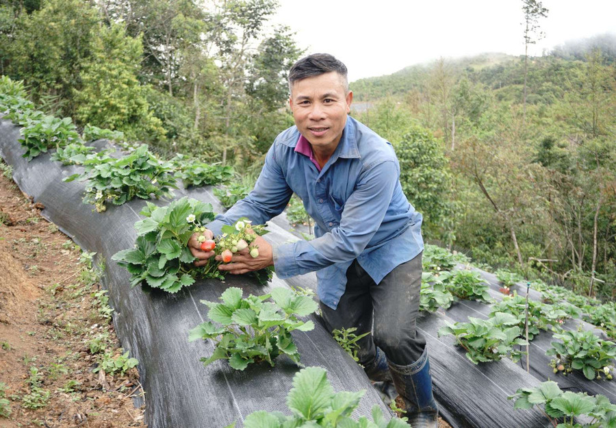 Anh Nguyễn Thanh Tuấn bên vườn dâu của mình. Ảnh: VT Anh Nguyễn Thanh Tuấn bên vườn dâu của mình. Ảnh: VT