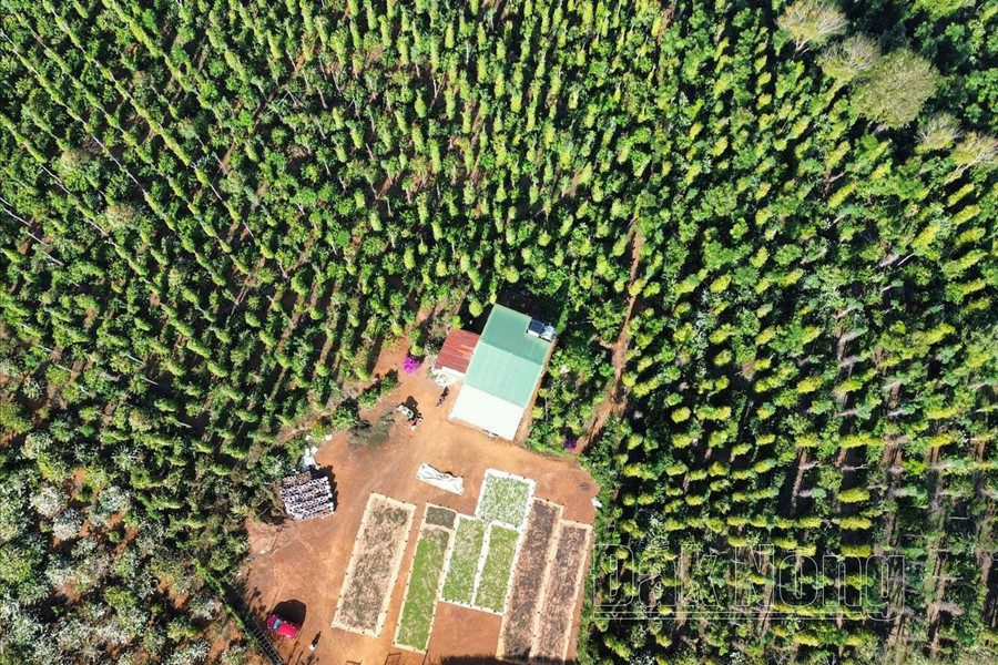 Người trồng cà phê, hồ tiêu ở xã Quảng Tân, huyện Tuy Đức, đang điêu đứng Công ty TNHH MTV Đức Hoàng tuyên bố phá sản.