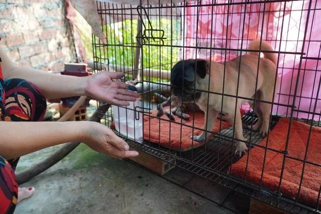 Nhờ sự yêu thương, chăm sóc của bà Thủy, những chú chó kiểng xấu xí bị bỏ rơi đã trở nên “xinh đẹp”. Ảnh: DUY TÂN