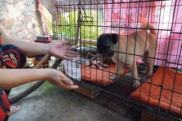 Nhờ sự yêu thương, chăm sóc của bà Thủy, những chú chó kiểng xấu xí bị bỏ rơi đã trở nên “xinh đẹp”. Ảnh: DUY TÂN