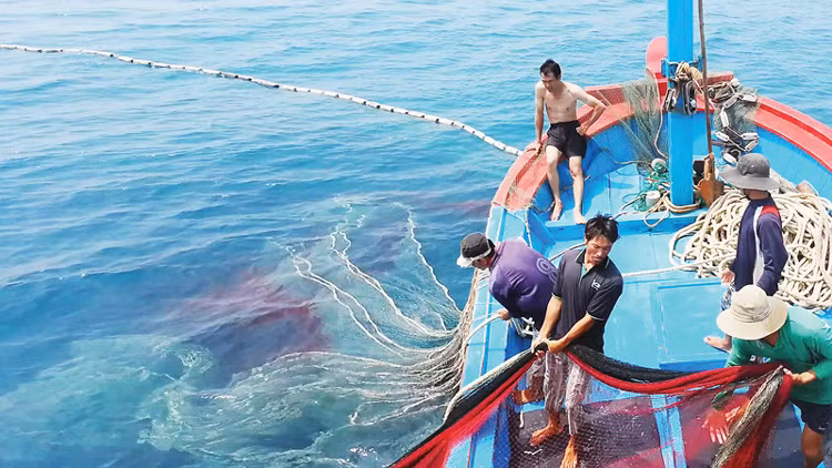 Ngư dân quyết tâm gỡ cảnh báo "Thẻ vàng" vì sự phát triển bền vững ngành thủy sản Việt Nam (ảnh nguồn internet)