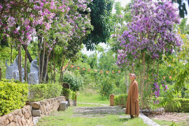 Vị sư trụ trì đã đưa được giống bằng lăng từ rừng núi Khánh Vĩnh về đây, lặng lẽ chăm sóc trong năm năm để hôm nay đón được mùa hoa đầu tiên. Ảnh: PHẠM BÁ DUY