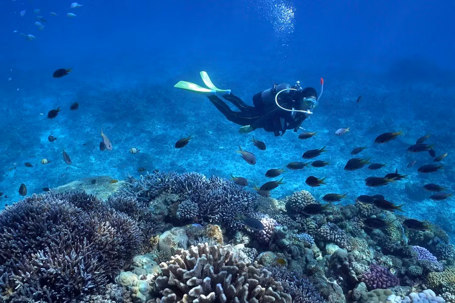 Lặn ở Okinawa - hoạt động không nên bỏ qua đối với người yêu thích khám phá hải dương học. (Ảnh: Visit Okinawa Japan) Lặn ở Okinawa - hoạt động không nên bỏ qua đối với người yêu thích khám phá hải dương học. (Ảnh: Visit Okinawa Japan)