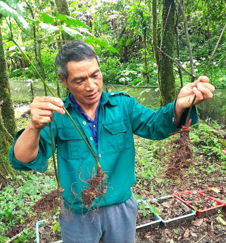 Ông A Hơn giới thiệu về cây sâm Ngọc Linh. Ảnh: PN