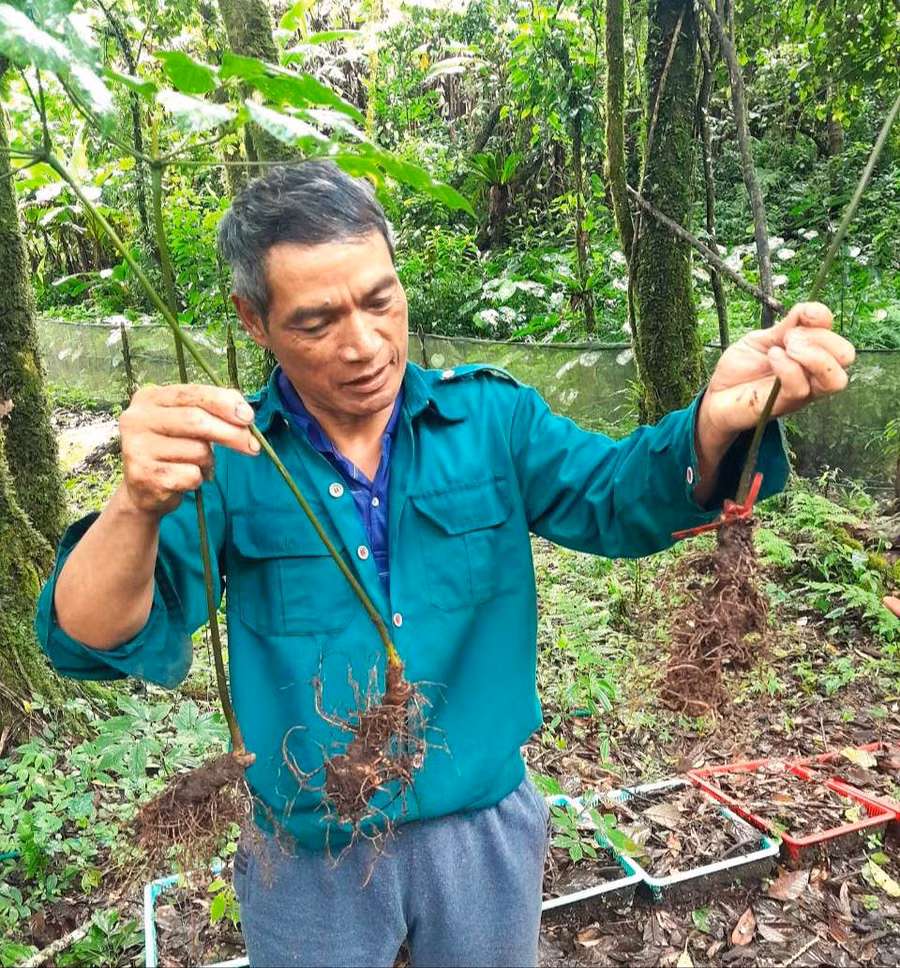 Ông A Hơn giới thiệu về cây sâm Ngọc Linh. Ảnh: PN