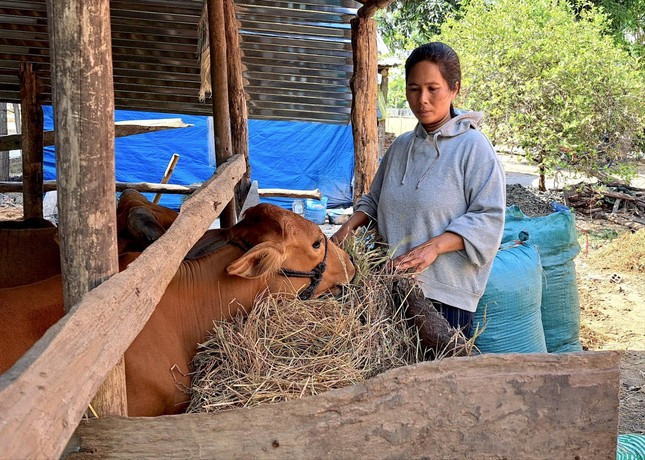 Chị Ksor Hmi quanh năm phải đi làm thuê kiếm tiền để trang trải cuộc sống. Chị Ksor Hmi quanh năm phải đi làm thuê kiếm tiền để trang trải cuộc sống.
