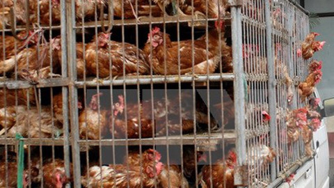 Chủ động chỉ đạo, triển khai quyết liệt các giải pháp cấp bách ngăn chặn, phát hiện và xử lý nghiêm các trường hợp vận chuyển trái phép gia cầm, sản phẩm gia cầm qua biên giới vào Việt Nam. Ảnh minh họa