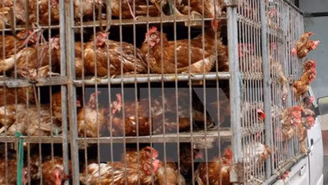 Chủ động chỉ đạo, triển khai quyết liệt các giải pháp cấp bách ngăn chặn, phát hiện và xử lý nghiêm các trường hợp vận chuyển trái phép gia cầm, sản phẩm gia cầm qua biên giới vào Việt Nam. Ảnh minh họa