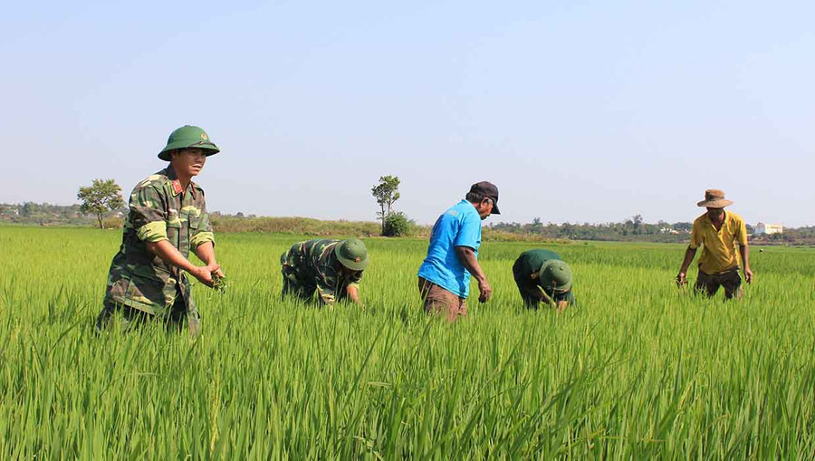 Cán bộ, chiến sĩ lực lượng vũ trang huyện Đức Cơ giúp người dân xã Ia Pnôn chăm sóc lúa. Ảnh: V.H