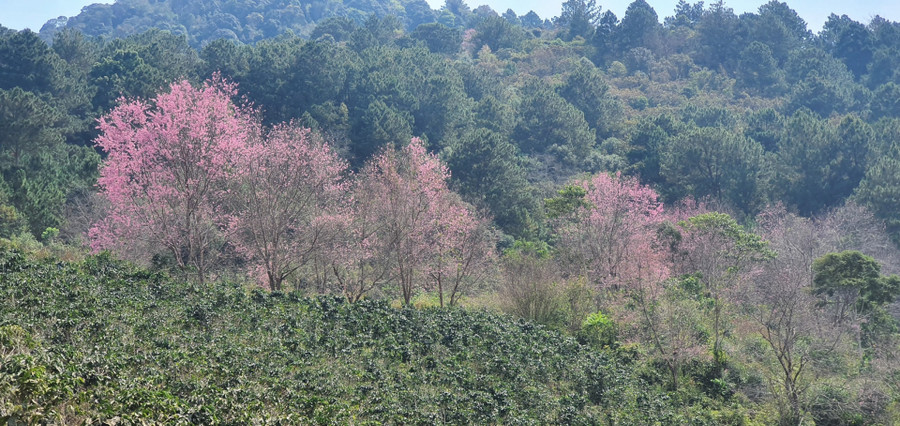 Ngày 22/1/2024, ghi nhận của phóng viên, mai anh đào ở khu vực này cũng đã bắt đầu nở. Dự báo, từ cuối tuần này sẽ bung nở rực rỡ hơn