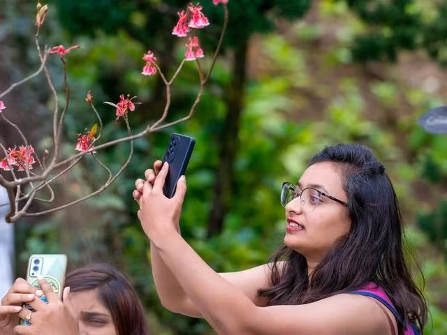 Du khách check-in với hoa đào chuông tại Sun World Ba Na Hills