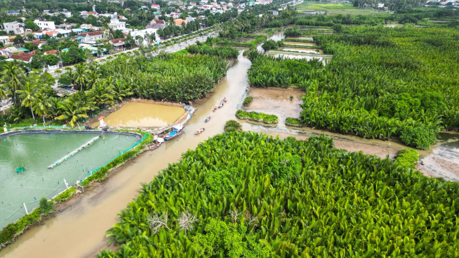 Toàn xã Tịnh Khê có khoảng 12 ha diện tích dừa nước. Ảnh: HẢI PHONG Toàn xã Tịnh Khê có khoảng 12 ha diện tích dừa nước. Ảnh: HẢI PHONG