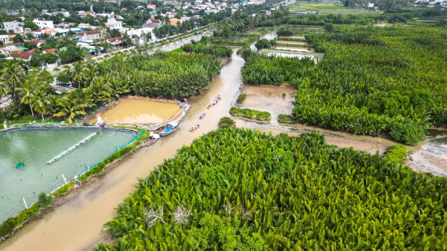 Toàn xã Tịnh Khê có khoảng 12 ha diện tích dừa nước. Ảnh: HẢI PHONG