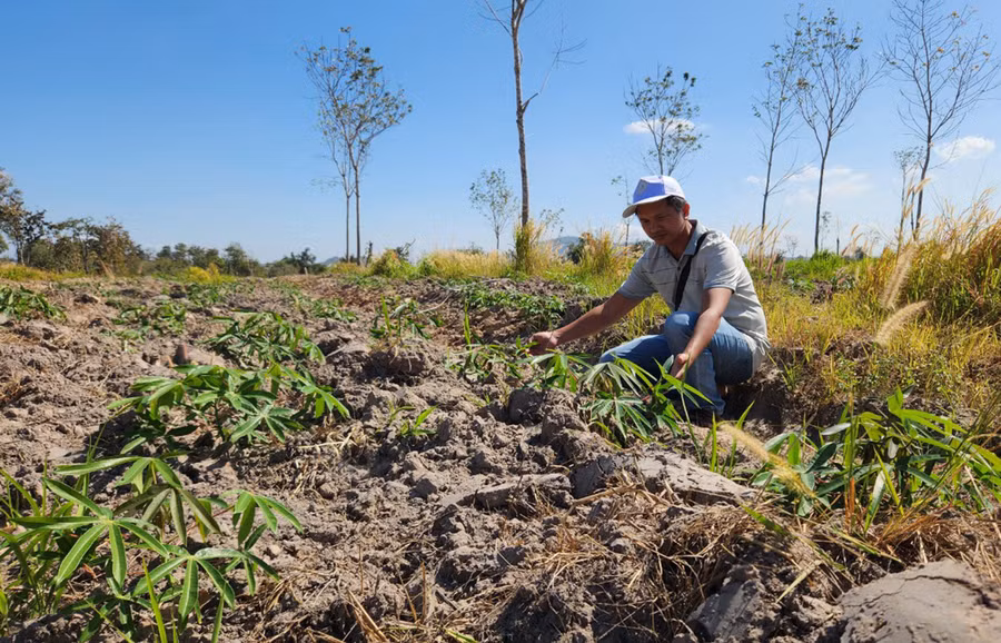 Hiện nay, một số diện tích cao su bị chết tại Nông trường Cao su Ia Lâu-Ia Mơr (Công ty TNHH một thành viên Cao su Chư Sê) được trồng dưa hấu và mì. Ảnh: N.S