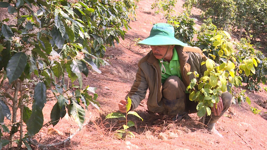 Chăm sóc cây trà con trong vườn ông Trần Văn Minh, thôn Phát Chi, xã Trạm Hành Chăm sóc cây trà con trong vườn ông Trần Văn Minh, thôn Phát Chi, xã Trạm Hành
