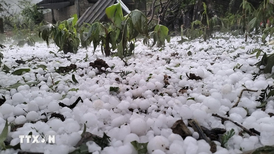 Mưa đá làm hư hại cây cối hoa màu của bà con 2 xã Hang Kia và Pà Cò, tỉnh Hòa Bình. (Ảnh: TTXVN phát)