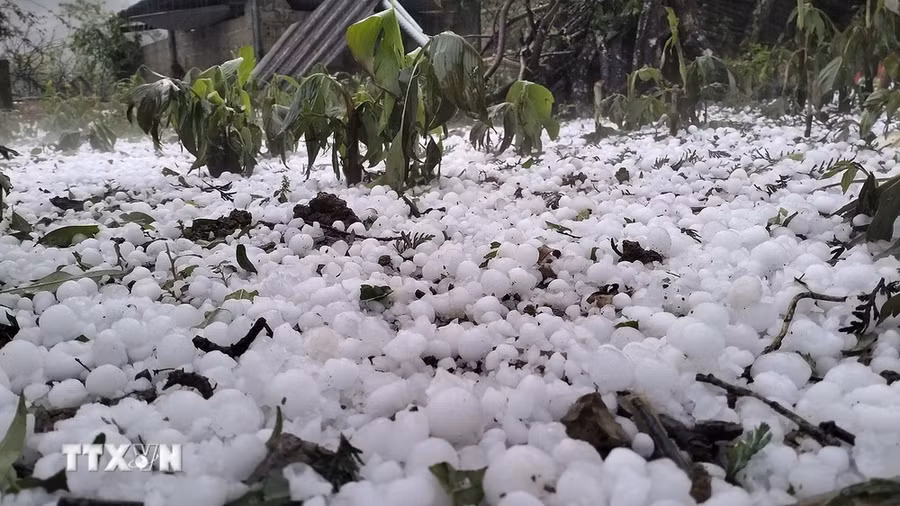 Mưa đá làm hư hại cây cối hoa màu của bà con 2 xã Hang Kia và Pà Cò, tỉnh Hòa Bình. (Ảnh: TTXVN phát)