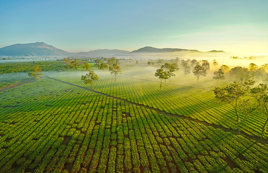 Đồi chè xã Nghĩa Hưng nhìn từ trên cao. Ảnh: Phạm Quý Đồi chè xã Nghĩa Hưng nhìn từ trên cao. Ảnh: Phạm Quý
