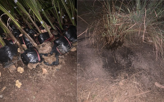 Đám cháy xuất hiện và cháy các bì bọc cây giống, cháy đám sả. Đám cháy xuất hiện và cháy các bì bọc cây giống, cháy đám sả.