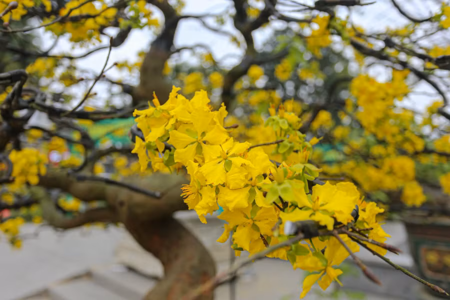 Thời điểm này, toàn bộ hoa mai đã bung nở, kịp đón Tết Nguyên đán. ẢNH: LÊ HOÀI NHÂN
