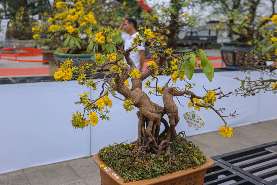 Nhiều tác phẩm hoàng mai bonsai được ban tổ chức đánh giá cao. ẢNH: LÊ HOÀI NHÂN