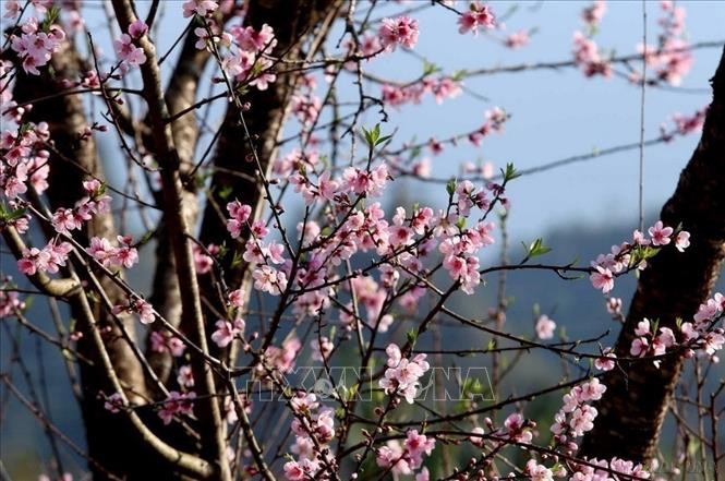 Hình ảnh đầy sức sống của hoa đào mang đến ý nghĩa về một năm thịnh vượng, như ý. Ảnh: TTXVN