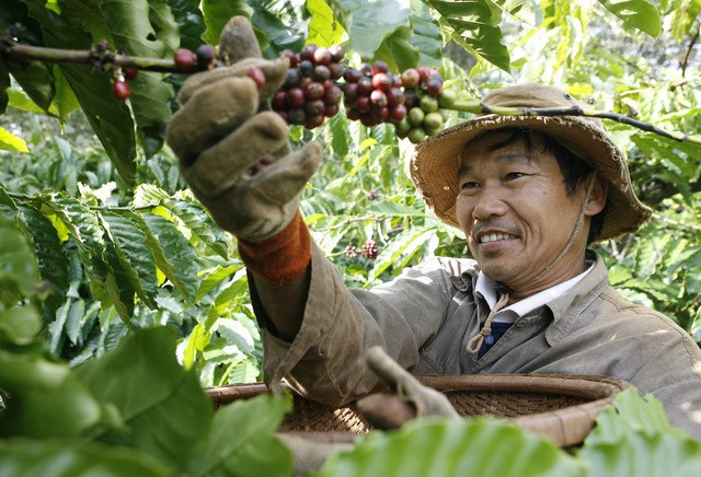 Xuất khẩu cà phê cùng với gạo, sầu riêng dự báo sẽ tăng trưởng mạnh trong năm 2023. Ảnh: NGỌC THẮNG