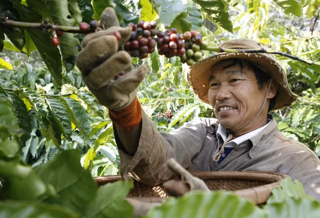 Xuất khẩu cà phê cùng với gạo, sầu riêng dự báo sẽ tăng trưởng mạnh trong năm 2023. Ảnh: NGỌC THẮNG