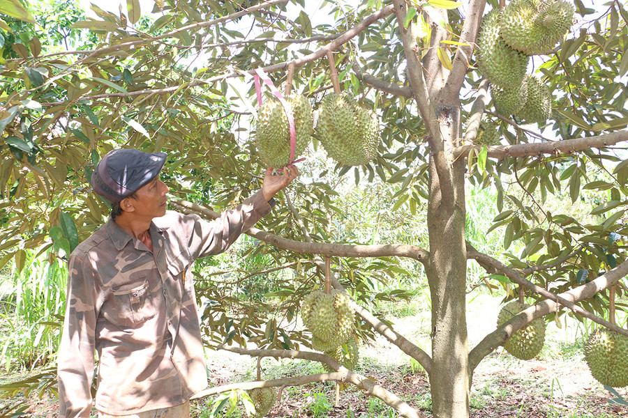 Vườn sầu riêng được chuyển đổi trồng trên đất hồ tiêu chết của ông Trần Đình Trọng (thôn Thiên An, xã Ia Blứ, huyện Chư Pưh) mang lại thu nhập khá. Ảnh: N.D