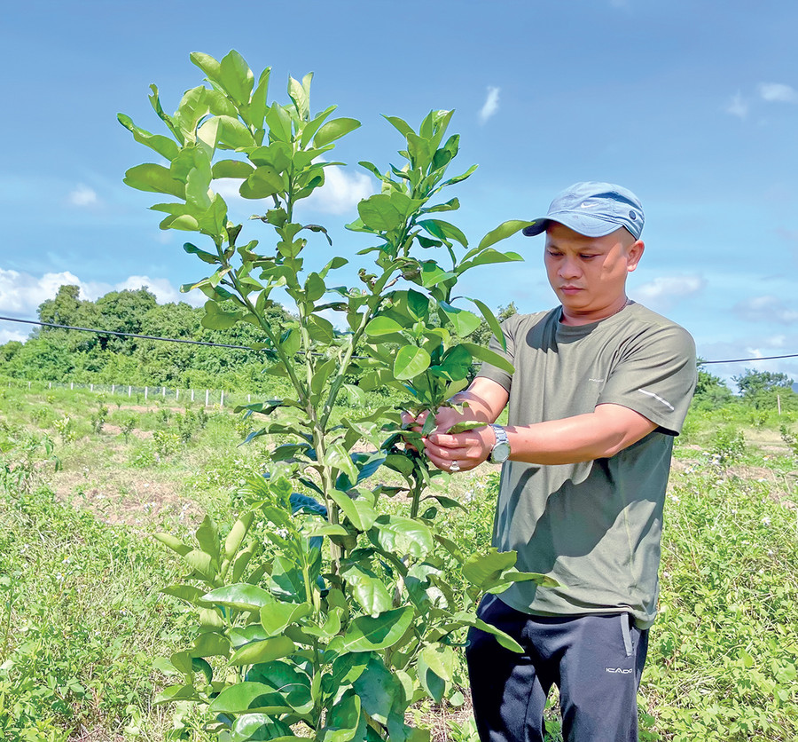 Thấy hiệu quả kinh tế mang lại, nhiều nông dân ở huyện Krông Pa đã chuyển đổi diện tích cây trồng kém hiệu quả sang trồng bưởi da xanh. Ảnh: T.N