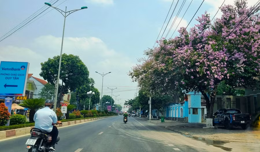 Ở thành phố Kon Tum, nhiều tuyến đường được khoác lên mình màu tím của hoa bằng lăng mỗi độ tháng 4 về, nhưng có lẽ nhiều nhất là ở đường Phan Chu Trinh.