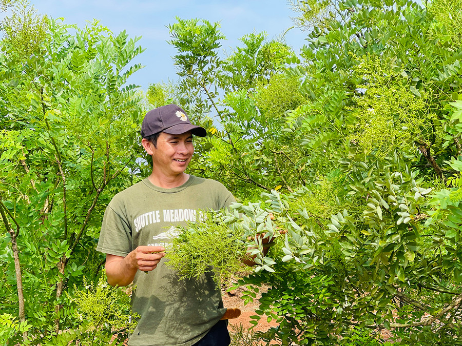 Anh Trịnh Phó Cường (làng Pan, xã Dun) bên vườn cây hoa hòe trồng theo tiêu chuẩn VietGAP. Ảnh: M.K Anh Trịnh Phó Cường (làng Pan, xã Dun) bên vườn cây hoa hòe trồng theo tiêu chuẩn VietGAP. Ảnh: M.K