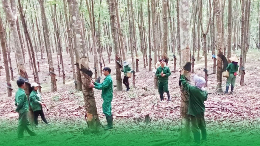 Đoàn Kinh tế-Quốc phòng 78 hướng dẫn công nhân người Rơ Măm cạo mủ. Ảnh: Vĩnh Hoàng Đoàn Kinh tế-Quốc phòng 78 hướng dẫn công nhân người Rơ Măm cạo mủ. Ảnh: Vĩnh Hoàng