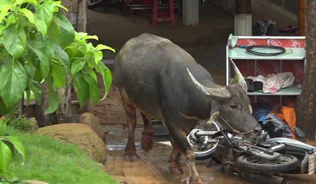 Con trâu bị sổng chuồng gây ra nhiều thiệt hại. (Ảnh: Đậu Tất Thành/Vietnam+) Con trâu bị sổng chuồng gây ra nhiều thiệt hại. (Ảnh: Đậu Tất Thành/Vietnam+)